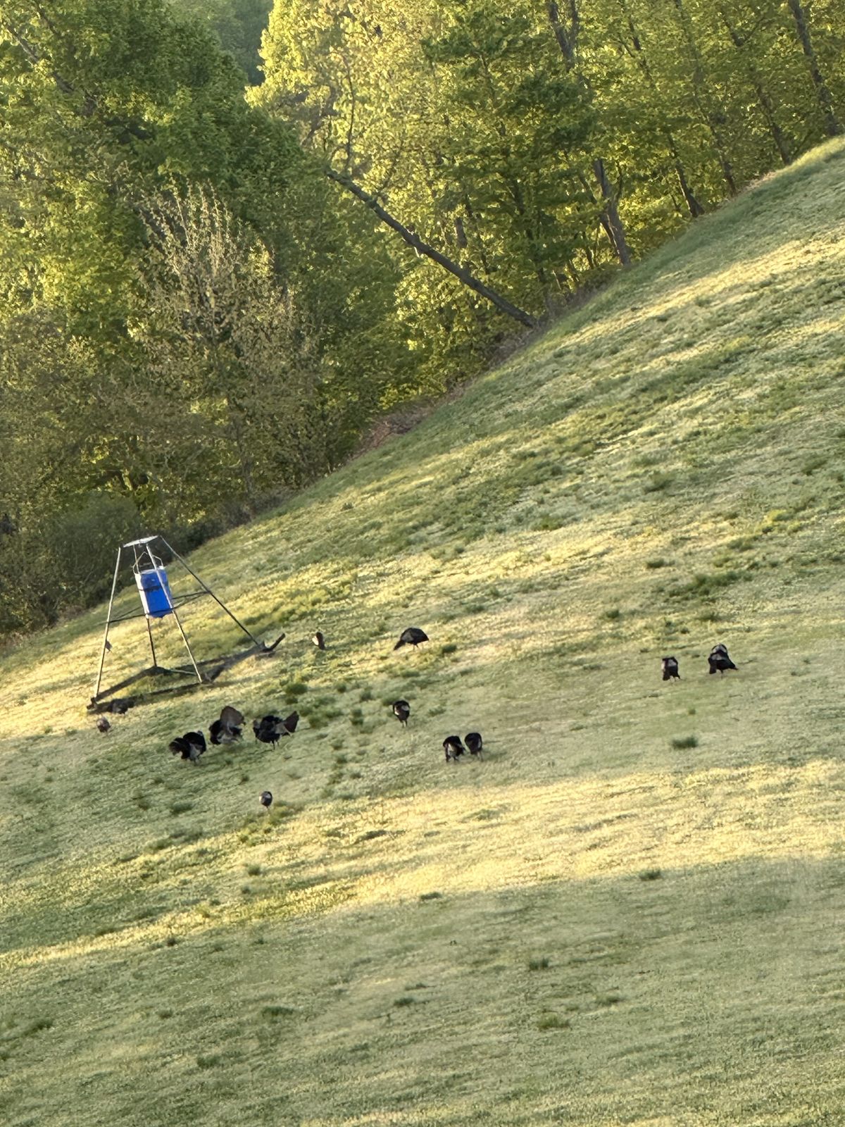 Surveillance overlooking open farmland and a food plot